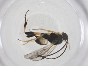  (Diolcogaster Malaise1072 - CBG-A54293-E02)  @11 [ ] CreativeCommons - Attribution Share - Alike (2024) Centre for Biodiversity Genomics Centre for Biodiversity Genomics