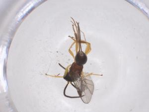  ( - CBG-A54294-G04)  @11 [ ] CreativeCommons - Attribution Share - Alike (2024) Centre for Biodiversity Genomics Centre for Biodiversity Genomics