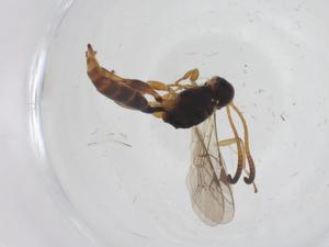  ( - CBG-A54295-B06)  @11 [ ] CreativeCommons - Attribution Share - Alike (2024) Centre for Biodiversity Genomics Centre for Biodiversity Genomics