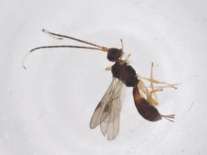  ( - CBG-A54298-A08)  @11 [ ] CreativeCommons - Attribution Share - Alike (2024) Centre for Biodiversity Genomics Centre for Biodiversity Genomics