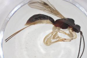  ( - CBG-A54337-G03)  @11 [ ] CreativeCommons - Attribution Share - Alike (2024) Centre for Biodiversity Genomics Centre for Biodiversity Genomics