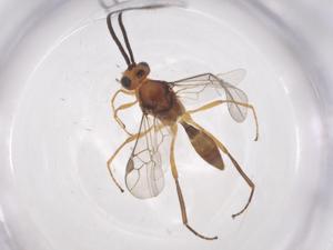  ( - CBG-A54338-B01)  @11 [ ] CreativeCommons - Attribution Share - Alike (2024) Centre for Biodiversity Genomics Centre for Biodiversity Genomics