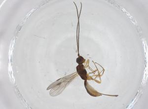  ( - CBG-A54344-C09)  @11 [ ] CreativeCommons - Attribution Share - Alike (2024) Centre for Biodiversity Genomics Centre for Biodiversity Genomics