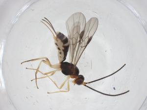  ( - CBG-A54344-F10)  @11 [ ] CreativeCommons - Attribution Share - Alike (2024) Centre for Biodiversity Genomics Centre for Biodiversity Genomics