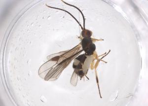  ( - CBG-A54345-H02)  @11 [ ] CreativeCommons - Attribution Share - Alike (2024) Centre for Biodiversity Genomics Centre for Biodiversity Genomics