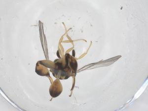  ( - CBG-A54346-D04)  @11 [ ] CreativeCommons - Attribution Share - Alike (2024) Centre for Biodiversity Genomics Centre for Biodiversity Genomics