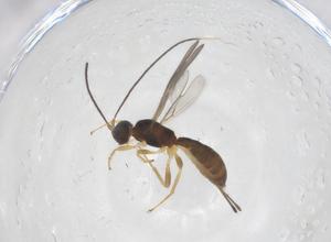  (Heterospilus Malaise7931 - CBG-A54346-F06)  @11 [ ] CreativeCommons - Attribution Share - Alike (2024) Centre for Biodiversity Genomics Centre for Biodiversity Genomics