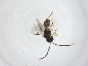  ( - CBG-A54347-A09)  @11 [ ] CreativeCommons - Attribution Share - Alike (2024) Centre for Biodiversity Genomics Centre for Biodiversity Genomics