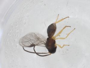  ( - CBG-A54347-C04)  @11 [ ] CreativeCommons - Attribution Share - Alike (2024) Centre for Biodiversity Genomics Centre for Biodiversity Genomics