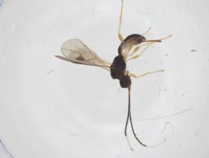  ( - CBG-A54349-A05)  @11 [ ] CreativeCommons - Attribution Share - Alike (2024) Centre for Biodiversity Genomics Centre for Biodiversity Genomics