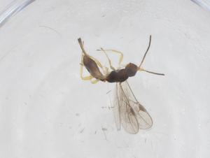  (Heterospilus Malaise5226 - CBG-A54349-C07)  @11 [ ] CreativeCommons - Attribution Share - Alike (2024) Centre for Biodiversity Genomics Centre for Biodiversity Genomics