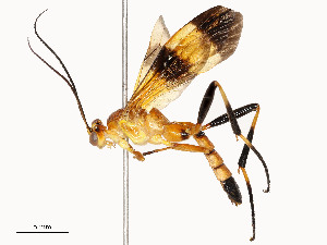  ( - CBG-A54419-A01)  @11 [ ] CreativeCommons - Attribution Share - Alike (2024) CBG Photography Group Centre for Biodiversity Genomics