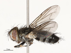  ( - CBG-A54419-A05)  @11 [ ] CreativeCommons - Attribution Share - Alike (2024) CBG Photography Group Centre for Biodiversity Genomics
