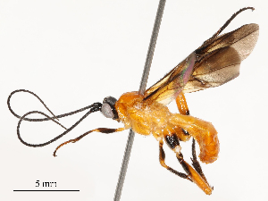  ( - CBG-A54442-C01)  @11 [ ] CreativeCommons - Attribution Share - Alike (2024) CBG Photography Group Centre for Biodiversity Genomics