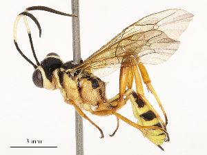  ( - CBG-A54442-D09)  @11 [ ] CreativeCommons - Attribution Share - Alike (2024) CBG Photography Group Centre for Biodiversity Genomics