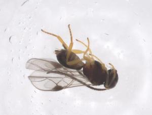  ( - CBG-A54552-G06)  @11 [ ] CreativeCommons - Attribution Share - Alike (2024) Centre for Biodiversity Genomics Centre for Biodiversity Genomics