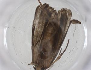  ( - CBG-A54554-B10)  @11 [ ] CreativeCommons - Attribution Share - Alike (2024) Centre for Biodiversity Genomics Centre for Biodiversity Genomics