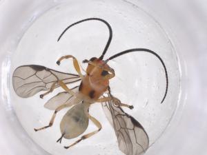  ( - CBG-A54555-A09)  @11 [ ] CreativeCommons - Attribution Share - Alike (2024) Centre for Biodiversity Genomics Centre for Biodiversity Genomics