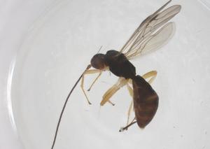  ( - CBG-A54556-A06)  @11 [ ] CreativeCommons - Attribution Share - Alike (2024) Centre for Biodiversity Genomics Centre for Biodiversity Genomics