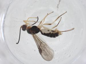  ( - CBG-A54557-E10)  @11 [ ] CreativeCommons - Attribution Share - Alike (2024) Centre for Biodiversity Genomics Centre for Biodiversity Genomics