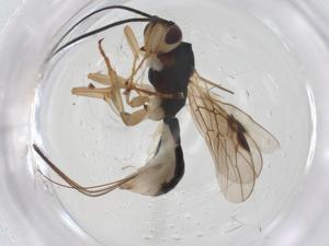  ( - CBG-A54557-G04)  @11 [ ] CreativeCommons - Attribution Share - Alike (2024) Centre for Biodiversity Genomics Centre for Biodiversity Genomics