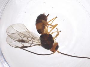  (opiMalaise01 Malaise7704 - CBG-A54573-F01)  @11 [ ] CreativeCommons - Attribution Share - Alike (2024) Centre for Biodiversity Genomics Centre for Biodiversity Genomics