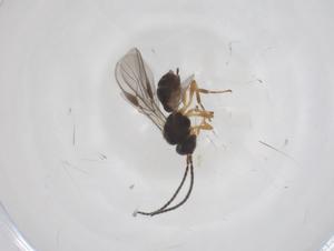  ( - CBG-A54574-C08)  @11 [ ] CreativeCommons - Attribution Share - Alike (2024) Centre for Biodiversity Genomics Centre for Biodiversity Genomics