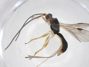  ( - CBG-A54575-G03)  @11 [ ] CreativeCommons - Attribution Share - Alike (2024) Centre for Biodiversity Genomics Centre for Biodiversity Genomics