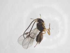  ( - CBG-A54577-G09)  @11 [ ] CreativeCommons - Attribution Share - Alike (2024) Centre for Biodiversity Genomics Centre for Biodiversity Genomics