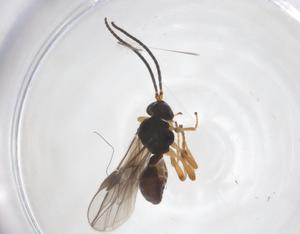  ( - CBG-A54577-H03)  @11 [ ] CreativeCommons - Attribution Share - Alike (2024) Centre for Biodiversity Genomics Centre for Biodiversity Genomics