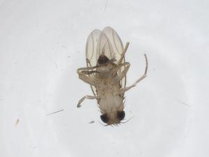  ( - CBG-A54581-D10)  @11 [ ] CreativeCommons - Attribution Share - Alike (2024) Centre for Biodiversity Genomics Centre for Biodiversity Genomics