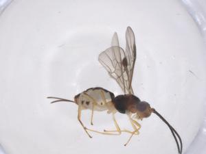  ( - CBG-A54590-C07)  @11 [ ] CreativeCommons - Attribution Share - Alike (2024) Centre for Biodiversity Genomics Centre for Biodiversity Genomics