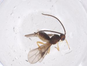  ( - CBG-A55277-G11)  @11 [ ] CreativeCommons - Attribution Share - Alike (2024) Centre for Biodiversity Genomics Centre for Biodiversity Genomics