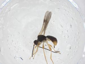  ( - CBG-A55279-B11)  @11 [ ] CreativeCommons - Attribution Share - Alike (2024) Centre for Biodiversity Genomics Centre for Biodiversity Genomics