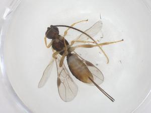  (Allorhogas Malaise4093 - CBG-A55284-A01)  @11 [ ] CreativeCommons - Attribution Share - Alike (2024) Centre for Biodiversity Genomics Centre for Biodiversity Genomics