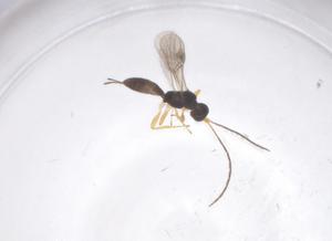  (Heterospilus Malaise8880 - CBG-A55290-A01)  @11 [ ] CreativeCommons - Attribution Share - Alike (2024) Centre for Biodiversity Genomics Centre for Biodiversity Genomics