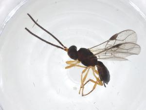  (opiMalaise01 Malaise2047 - CBG-A55292-F12)  @11 [ ] CreativeCommons - Attribution Share - Alike (2024) Centre for Biodiversity Genomics Centre for Biodiversity Genomics