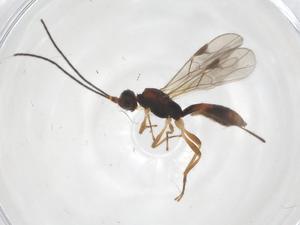  ( - CBG-A55328-H02)  @11 [ ] CreativeCommons - Attribution Share - Alike (2024) Centre for Biodiversity Genomics Centre for Biodiversity Genomics