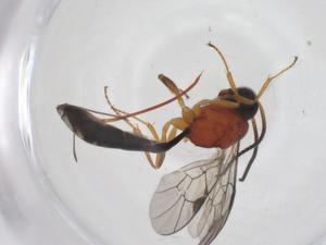  ( - CBG-A55329-C06)  @11 [ ] CreativeCommons - Attribution Share - Alike (2024) Centre for Biodiversity Genomics Centre for Biodiversity Genomics