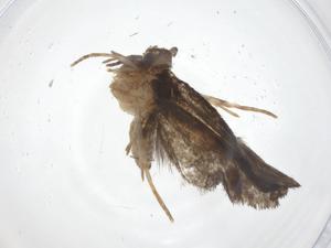  ( - CBG-A55329-F01)  @11 [ ] CreativeCommons - Attribution Share - Alike (2024) Centre for Biodiversity Genomics Centre for Biodiversity Genomics