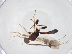  ( - CBG-A55329-G08)  @11 [ ] CreativeCommons - Attribution Share - Alike (2024) Centre for Biodiversity Genomics Centre for Biodiversity Genomics