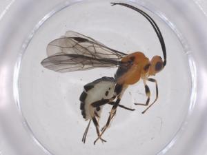  ( - CBG-A55330-C06)  @11 [ ] CreativeCommons - Attribution Share - Alike (2024) Centre for Biodiversity Genomics Centre for Biodiversity Genomics