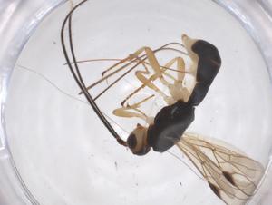  ( - CBG-A55330-C12)  @11 [ ] CreativeCommons - Attribution Share - Alike (2024) Centre for Biodiversity Genomics Centre for Biodiversity Genomics