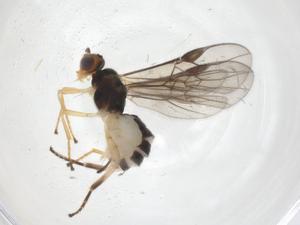  ( - CBG-A55334-H03)  @11 [ ] CreativeCommons - Attribution Share - Alike (2024) Centre for Biodiversity Genomics Centre for Biodiversity Genomics