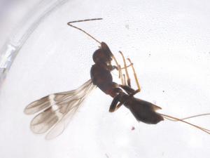  ( - CBG-A55335-G01)  @11 [ ] CreativeCommons - Attribution Share - Alike (2024) Centre for Biodiversity Genomics Centre for Biodiversity Genomics