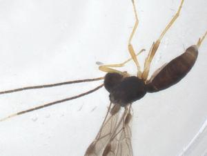  ( - CBG-A55337-A09)  @11 [ ] CreativeCommons - Attribution Share - Alike (2024) Centre for Biodiversity Genomics Centre for Biodiversity Genomics