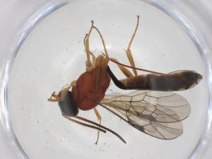  ( - CBG-A55866-D04)  @11 [ ] CreativeCommons - Attribution Share - Alike (2024) Centre for Biodiversity Genomics Centre for Biodiversity Genomics