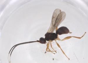  ( - CBG-A55867-B12)  @11 [ ] CreativeCommons - Attribution Share - Alike (2024) Centre for Biodiversity Genomics Centre for Biodiversity Genomics