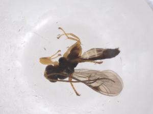  ( - CBG-A55867-G09)  @11 [ ] CreativeCommons - Attribution Share - Alike (2024) Centre for Biodiversity Genomics Centre for Biodiversity Genomics