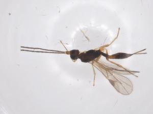  ( - CBG-A55870-C03)  @11 [ ] CreativeCommons - Attribution Share - Alike (2024) Centre for Biodiversity Genomics Centre for Biodiversity Genomics